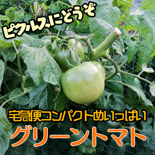 ピクルス向けグリーントマト1.2kg宅急便コンパクトでお届け！ 食品/飲料/酒の食品(野菜)の商品写真