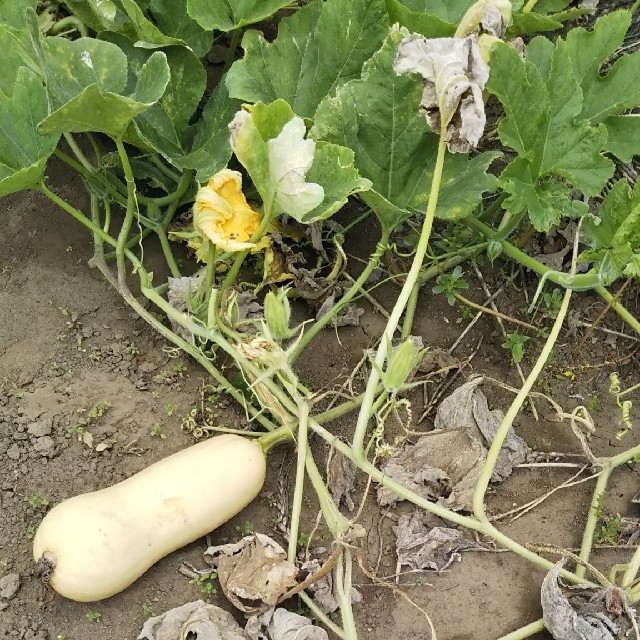 無農薬野菜 セット fickle beat 食品/飲料/酒の食品(野菜)の商品写真