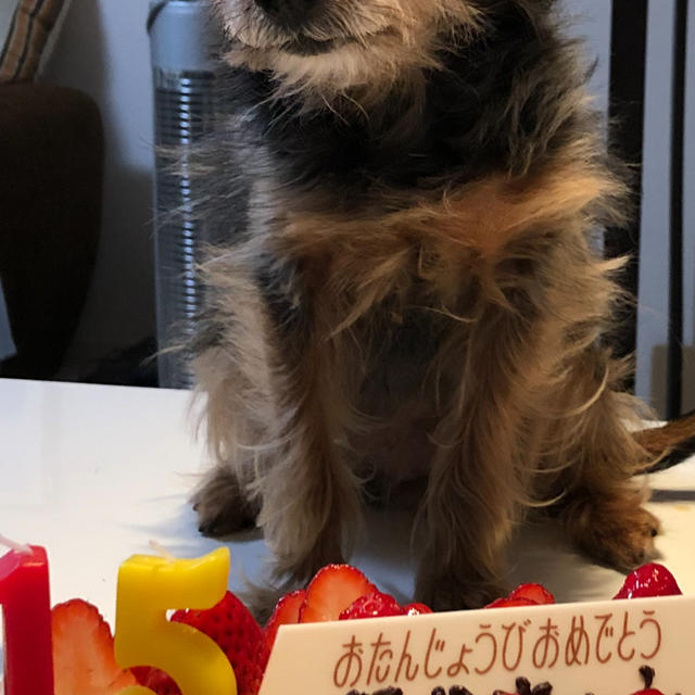 lalayan様専用！空🐶が舞い戻って来た感じ❤️ その他のその他(オーダーメイド)の商品写真