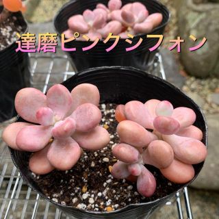 ⭐️多肉植物⭐️達磨ピンクシフォン⭐️(その他)