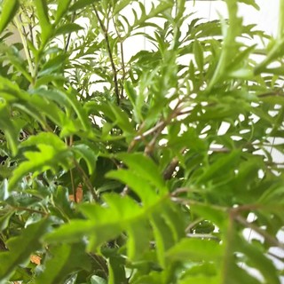 観葉植物ポリシャス 別名タイワンモミジ 受皿付 小さな葉っぱ可愛い観葉植物 の通販 By モス S Shop ラクマ