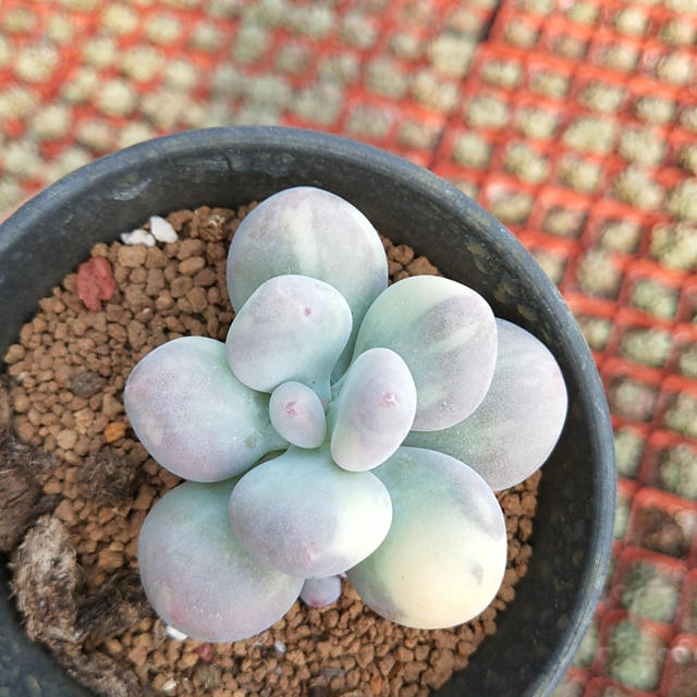 オビフォルメ錦 パキフィツム 多肉植物 好評 dtwg.co.uk-日本全国へ