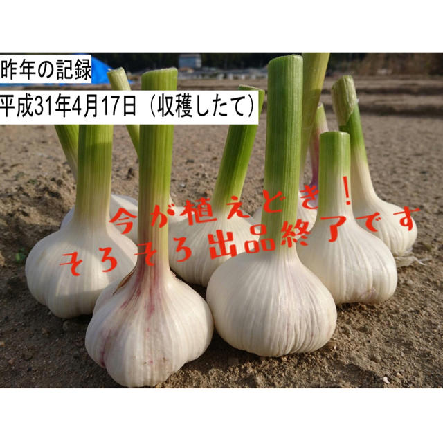 今が植えどき！ニンニク　種球　ホワイト種　発芽確率９０％以上！数量4０片 食品/飲料/酒の食品(野菜)の商品写真