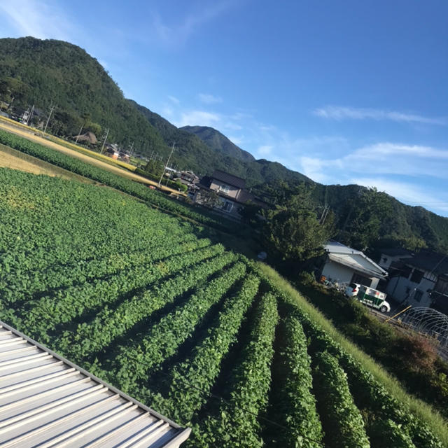 丹波篠山産黒枝豆！！ 食品/飲料/酒の食品(野菜)の商品写真