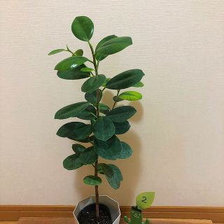 観葉植物 パンダガジュマル②(その他)