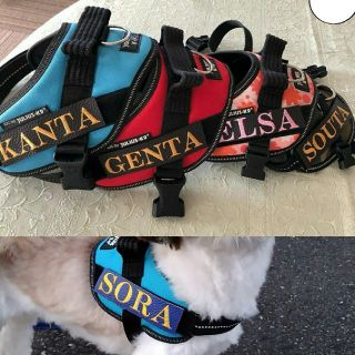 ユリウスk9 julius k9 ハーネス ネームラベル 名前 犬 ２枚セットＳ(犬)