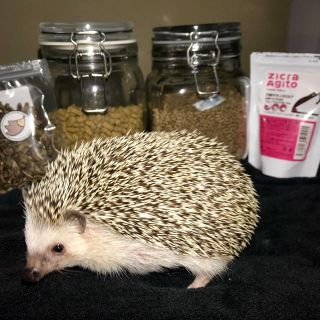 harinezumi_hariy様専用🦔(小動物)