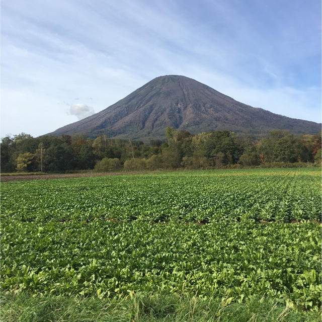 きたかむい11 にんじん3 玉ねぎ3 食品/飲料/酒の食品(野菜)の商品写真