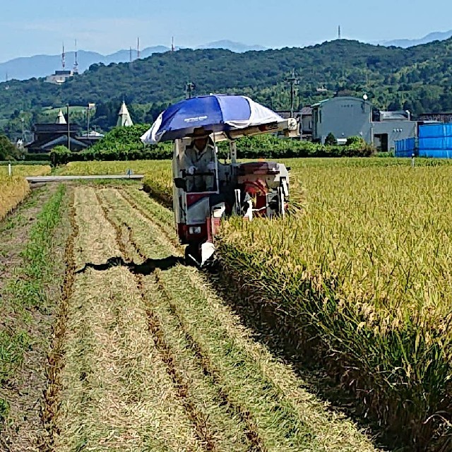 ✳️玄米➕白米✳️富山県産1等米コシヒカリ玄米5㎏➕玄米5㎏を精米(白米) 2