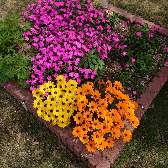 蒔き時です(о´∀`о) お花の種 シレネ ピンクパンサー ハンドメイドのフラワー/ガーデン(プランター)の商品写真