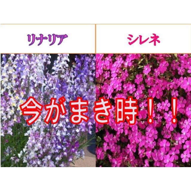 リナリア（姫金魚草）の種200粒とシレネ・ピンクパンサーの種100粒 ハンドメイドのフラワー/ガーデン(その他)の商品写真