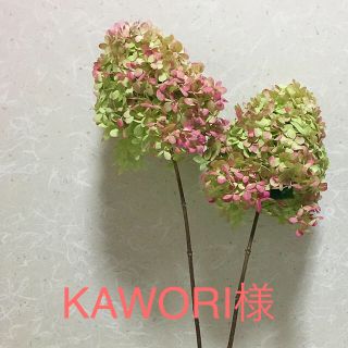 ミナヅキ ピラミッド紫陽花 秋色 特大 ドライフラワー(ドライフラワー)