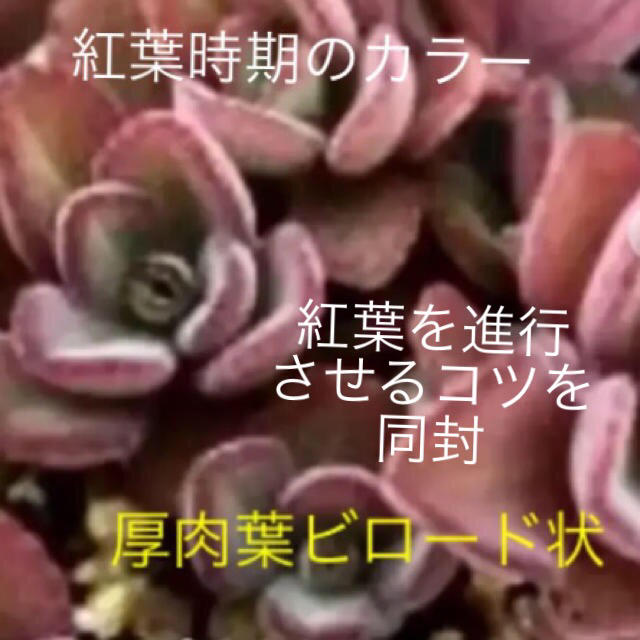 香る多肉      ペンテリー     紅葉、珍花も楽しめる ハンドメイドのフラワー/ガーデン(その他)の商品写真