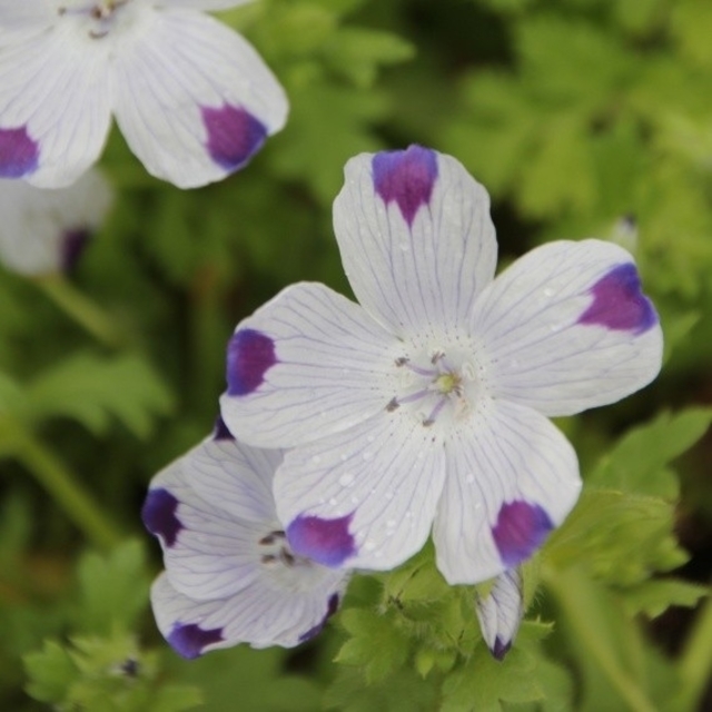 今がまき時の花の種　　ネモフィラ2種類を各30粒 ハンドメイドのフラワー/ガーデン(その他)の商品写真