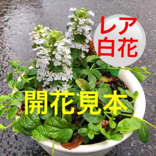 アジュガ  白 １株 苗(その他)