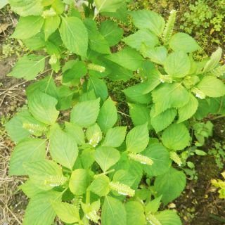 無農薬エゴマの葉30枚(野菜)