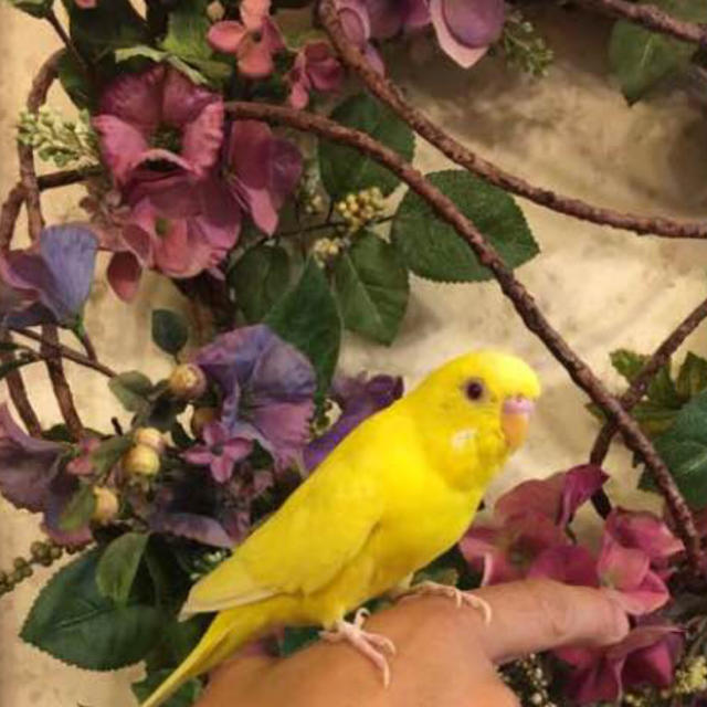 モカ&さくらさま 専用 □ 3杯長生き⁈ 小鳥のごはん □ セキセイインコ