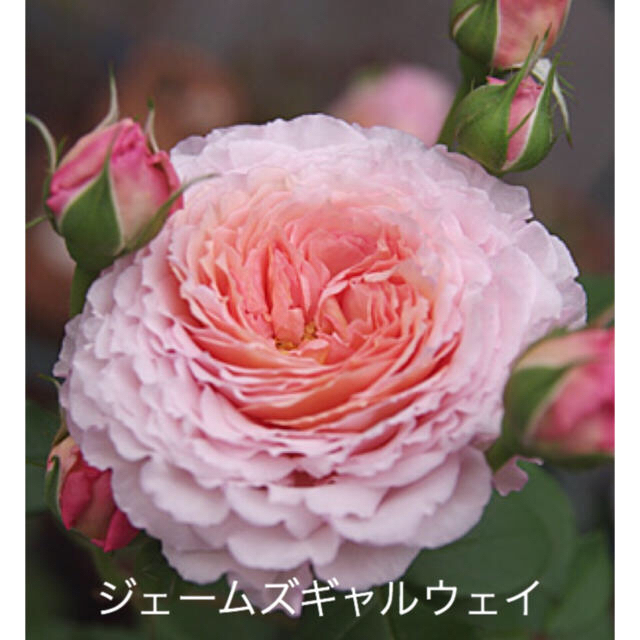 バラ苗 ジェームズギャルウェイ 四季咲き バラの通販 By ｙ ラクマ
