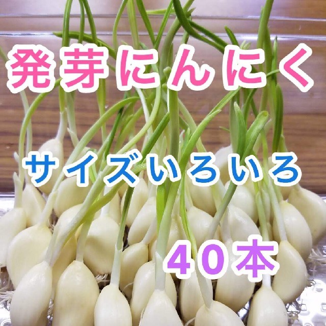 発芽にんにく　40本　真空パック 食品/飲料/酒の食品(野菜)の商品写真