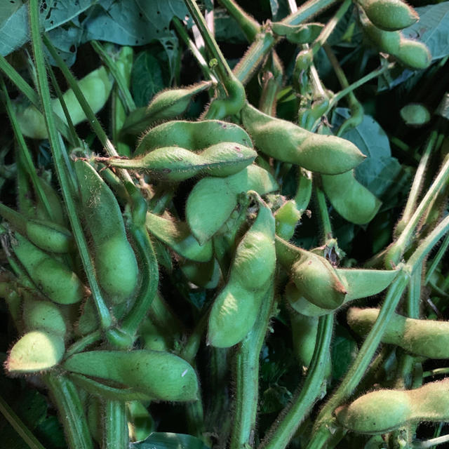 丹波黒豆枝豆  食品/飲料/酒の食品(野菜)の商品写真