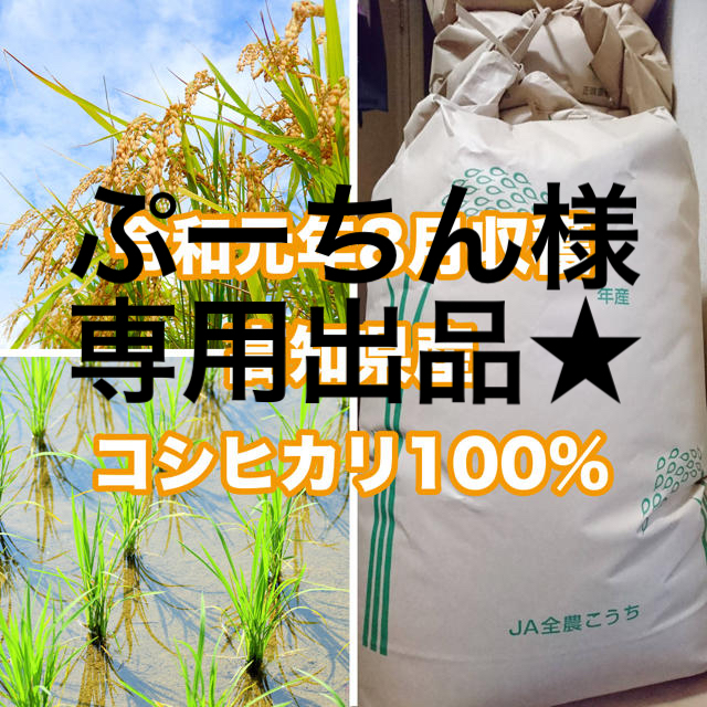 高知県産 新米 玄米30kg 精米込み ※高知市内配達分 - 米/穀物