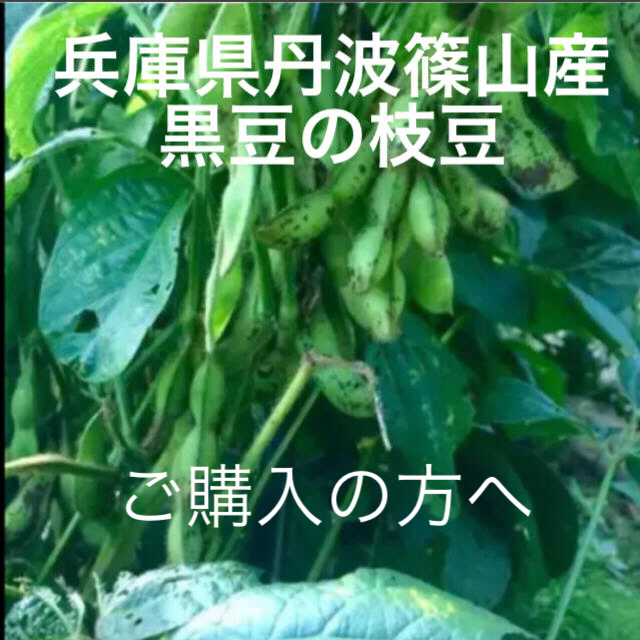 丹波篠山産 黒枝豆