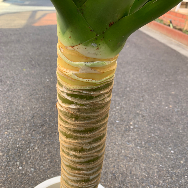 Dracaena draco ドラセナ・ドラコ 竜血樹 激レア 特大 現品のみ Dracaena draco ドラセナ・ドラコ 竜血樹 激レア 特大 現品のみ