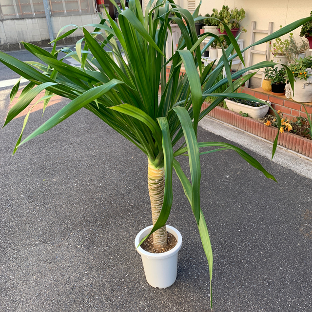 Dracaena draco ドラセナ・ドラコ 竜血樹 激レア 特大　現品のみ