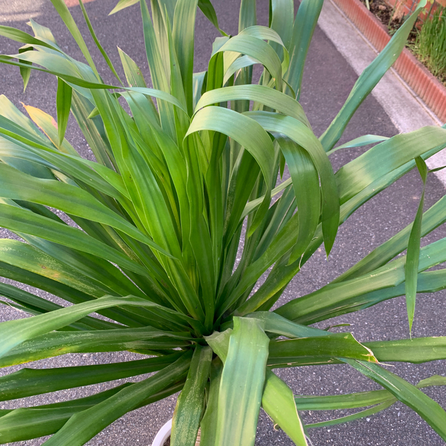 Dracaena draco ドラセナ・ドラコ 竜血樹 激レア 特大 現品のみ Dracaena draco ドラセナ・ドラコ 竜血樹 激レア 特大 現品のみ