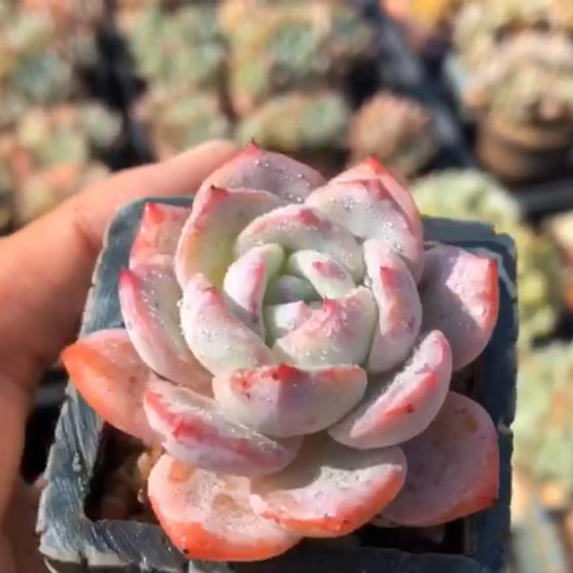 多肉植物 ラウイ✖︎ アトランティス 約4cm