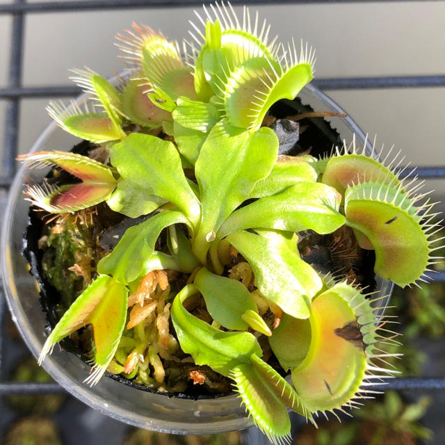ハエトリグサ 食虫植物の通販 By クルル S Shop ラクマ ハエトリグサ 食虫植物の通販 By クルル S Shop ラクマ