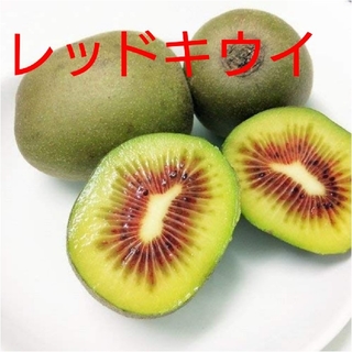 キウイフルーツ【レッドキウイ】S～Mサイズ 1キロ(フルーツ)