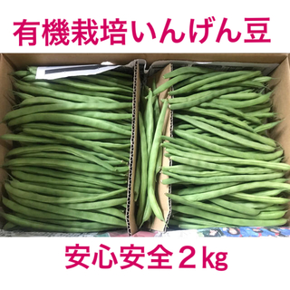 いんげん2㎏ 福島県産いちず 等級A品 安心安全 有機栽培 生産者NO入り(野菜)