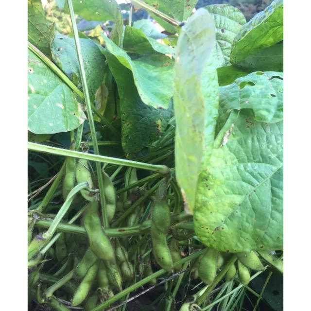 無農薬 丹波の黒枝豆 食品/飲料/酒の食品(野菜)の商品写真