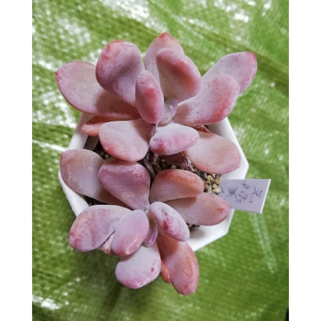 おまとめ品★ホワイトストーンクロプ他★多肉植物★ ハンドメイドのフラワー/ガーデン(その他)の商品写真