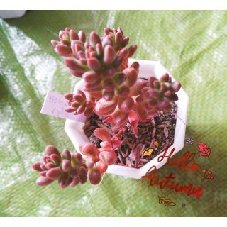 おまとめ品★ホワイトストーンクロプ他★多肉植物★(その他)