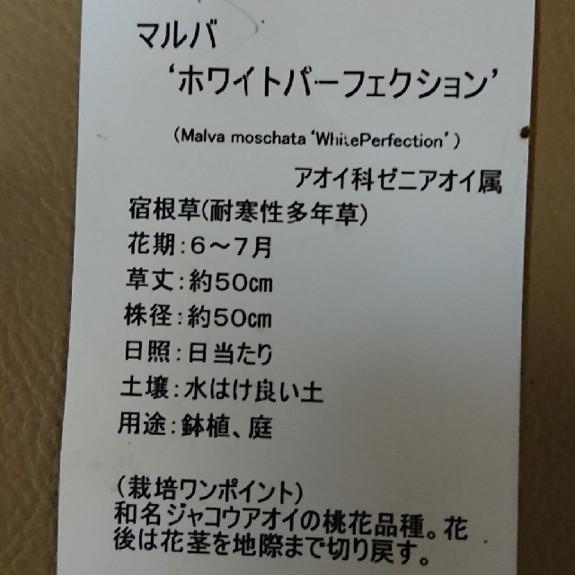 ムスクマロウ種           100以上         ハンドメイドのフラワー/ガーデン(その他)の商品写真