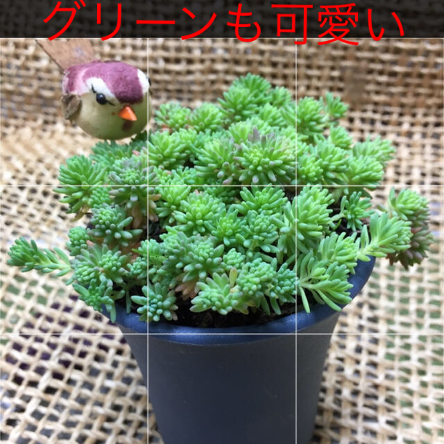 多肉植物   ヒスパニクム    セダム属 ハンドメイドのフラワー/ガーデン(その他)の商品写真