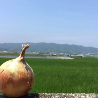 訳あり玉ねぎ　5キロ　(野菜)