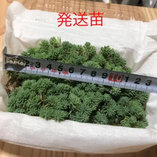 多肉植物   ヒスパニクム     セダム属   ピンク玉に紅葉 ハンドメイドのフラワー/ガーデン(その他)の商品写真