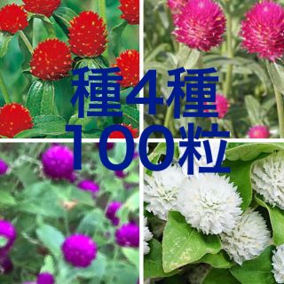 千日紅の種　4種(その他)