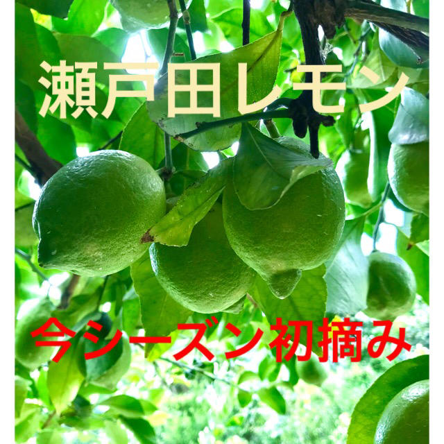 【はらぺこあおむし⭐︎様】瀬戸田レモン　特別栽培グリーンレモン 食品/飲料/酒の食品(フルーツ)の商品写真