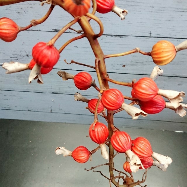 月桃の実  ハンドメイドのフラワー/ガーデン(ドライフラワー)の商品写真