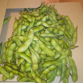 無農薬　黒枝豆(野菜)