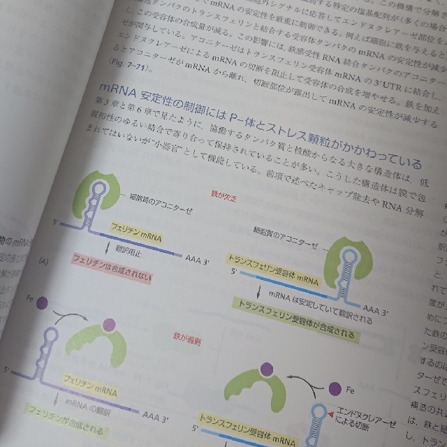 細胞の分子生物学 THE CELL 第6版