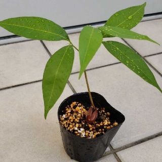 黒葉ライチ1本　苗　苗木　観葉植物(その他)