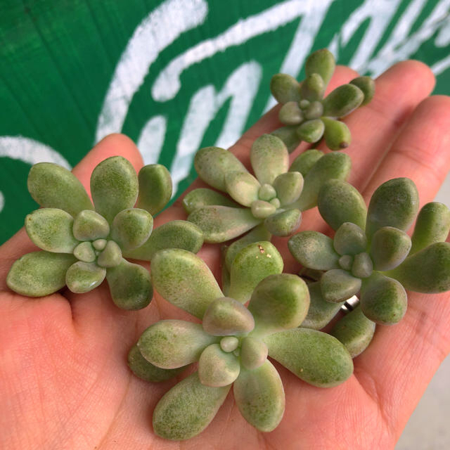 倉庫一掃特別価格 多肉植物カット苗 だるま秀麗大きめ5カット アウトレット 店舗 東京:197711円 他の人 多肉植物・セダム❤️ いろいろカット✂️