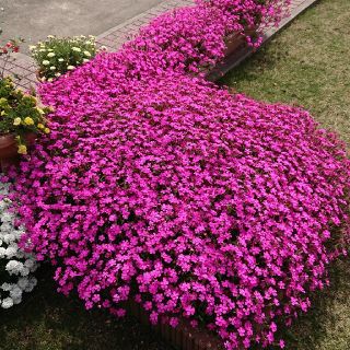 300粒以上 お花の種 シレネ ピンクパンサー(プランター)