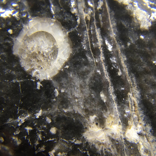 シャーマナイト（ブラックカルサイト）原石  アメリカ産 化石入り 鉱物標本