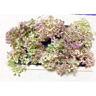ミナヅキ ピラミッドアジサイ 秋色紫陽花 ドライフラワー ヘッド(各種パーツ)